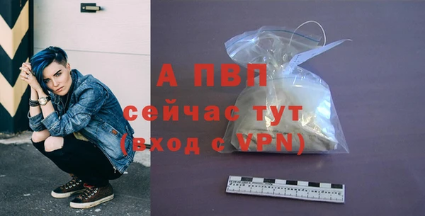 сатива Бородино