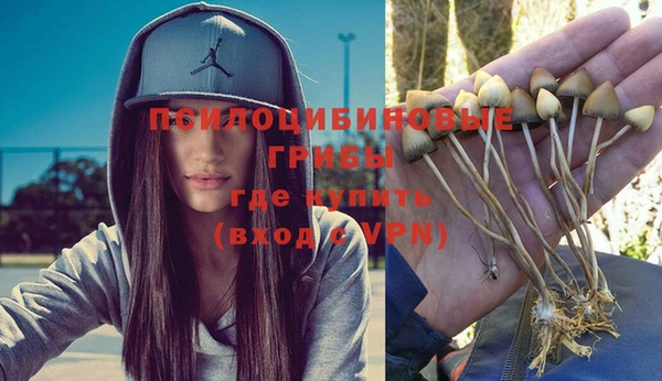 сатива Бородино